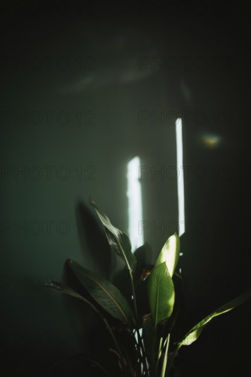 A beautiful green plant illuminated by soft light stands against a dark wall, creating a serene and elegant atmosphere. The light highlights the plant's delicate leaves