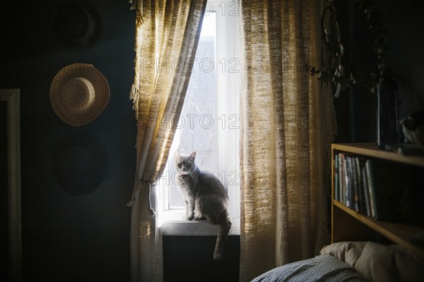 A serene gray cat sits on a window sill, enveloped in gentle sunlight. The room features warm decor, including a woven hat and books, creating a tranquil setting