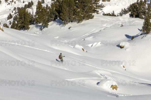A snowboarder glides down a pristine snow covered slope surrounded by alpine trees. The untouched white snow and clear sky create a serene winter landscape