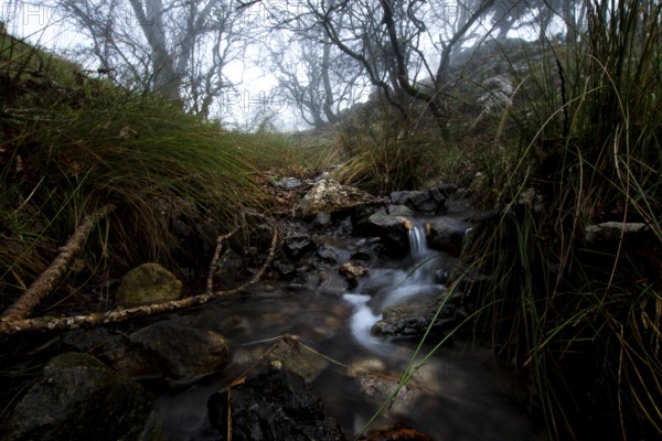 A serene forest stream flows over rocks amidst lush greenery under a misty sky. Bare trees loom in the background, creating a tranquil, atmospheric scene