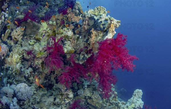 A vivid underwater seascape showcasing a coral reef adorned with pink algae, teeming with colorful common Sea Goldie and various reef fishes in clean, azure ocean water