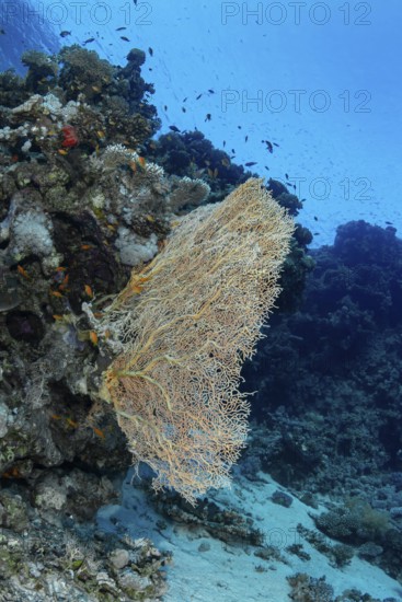 A vivid underwater scene showing the Sea Goldie (Pseudanthias squamipinnis) among schools of fish around a sprawling sea fan coral in crystal clear azure waters, exhibiting a rich marine biodiversity