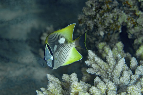 A vibrant Chevron Butterflyfish (Chaetodon trifascialis) effortlessly glides by a lush coral reef, showcasing its distinct markings and colors in a serene underwater landscape