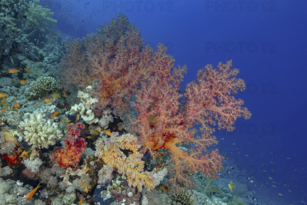 A colorful coral reef teeming with life, featuring diverse corals and multiple fish species including the Schooling, illuminated by natural light in clear blue waters