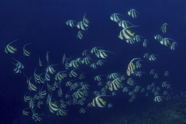 A tranquil underwater scene featuring a school of Schooling Bannerfish, elegantly gliding through the deep blue ocean