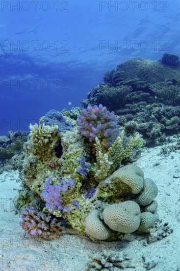 A vibrant underwater landscape showcasing a variety of corals set against a deep blue ocean background, illustrating the rich biodiversity of marine ecosystems