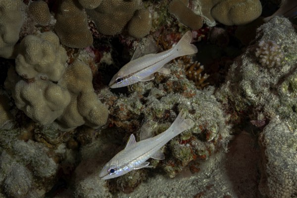 A pair of Yellowstriped Cardinalfish (Ostorhinchus chrysopomus): in their natural coral reef habitat, displaying translucent bodies with sleek stripes