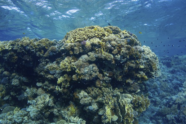 A bustling underwater scene showcasing a diverse array of coral formations and fish species swimming in clear blue waters