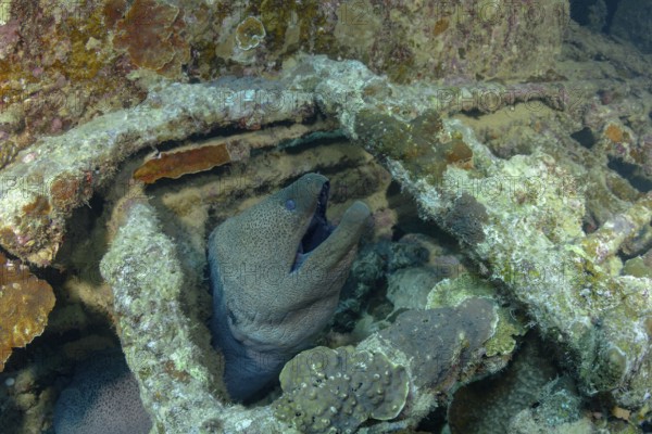 A giant moray eel, Gymnothorax javanicus, emerges from its hideout among vibrant coral reefs, showcasing its textured skin and formidable appearance