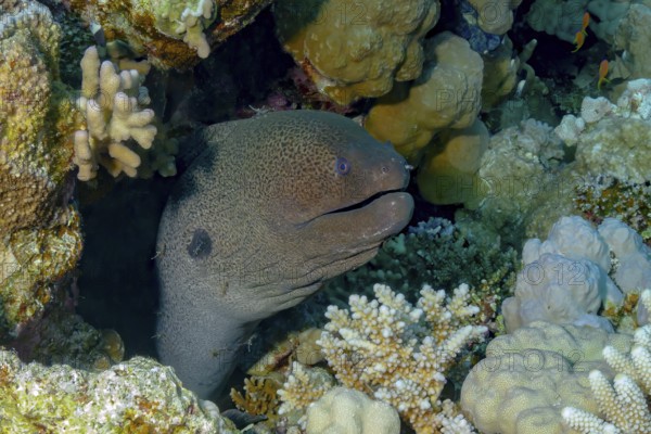 A Giant Moray (Gymnothorax javanicus) is captured peeking from its hideaway among vibrant coral formations, showcasing its textured skin and distinctive features