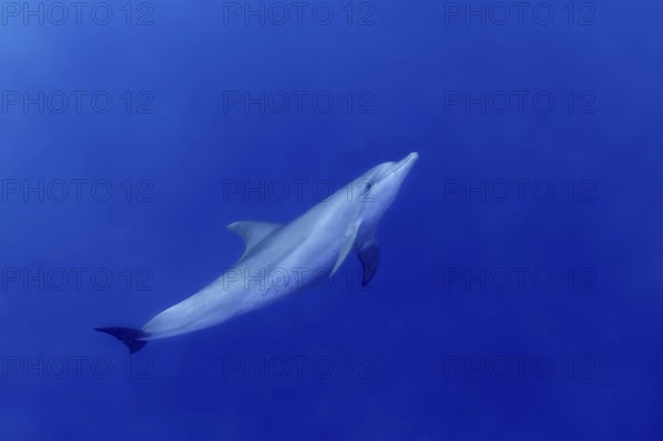 A solitary Bottlenose Dolphin (Tursiops truncatus) glides through a serene blue ocean, displaying its sleek body and playful demeanor in its natural habitat