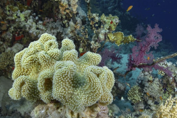 An abundant coral reef vibrantly colored with purple and red soft corals, yellow soft corals in the foreground, and a variety of tropical fish swimming around
