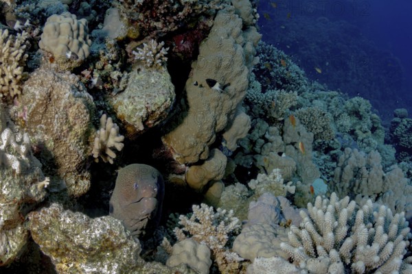 A giant moray (Gymnothorax javanicus) peeks out from its hiding spot among a diverse and colorful coral reef, surrounded by fish and coral formations