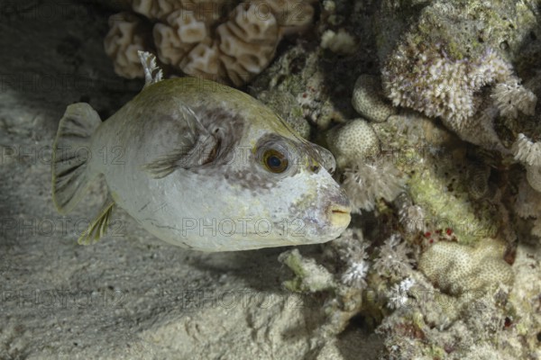 Detailed close-up of an Immaculate Pufferfish (Arothron immaculatus) swimming near coral in its underwater habitat