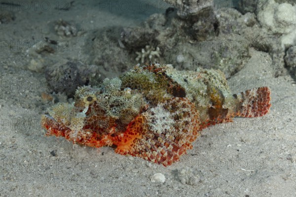 A Devil Scorpionfish (Scorpaenopsis oxycephala) expertly blends with the sandy ocean bottom, showcasing its intricate texture and vibrant patterns