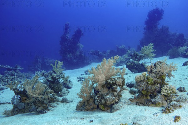 A rich underwater scene featuring a sandy bottom flanked by vibrant coral formations and black, intricate coral trees under a deep blue sea