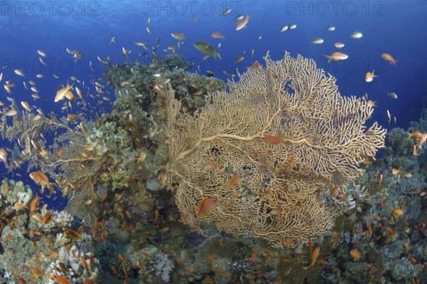 A bustling coral reef with various fish species swimming among intricate corals, showcasing a rich underwater ecosystem