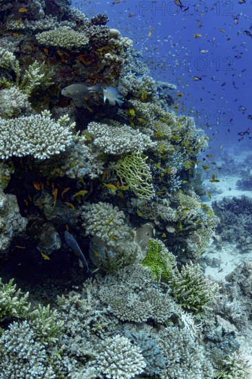A rich, colorful coral reef bustling with marine life, including various species of fish and coral formations, demonstrating biodiversity and ecological balance underwater
