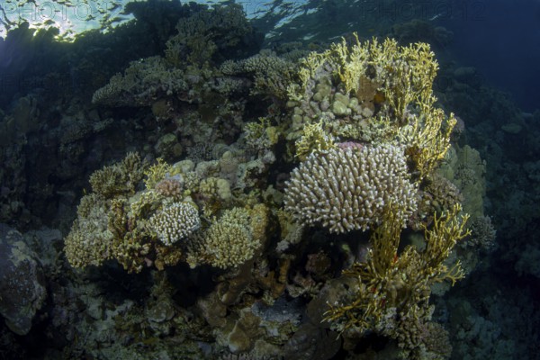 A vivid underwater scene showcasing various coral formations inhabited by small reef fish, highlighting the rich biodiversity and complex structure of a tropical reef ecosystem