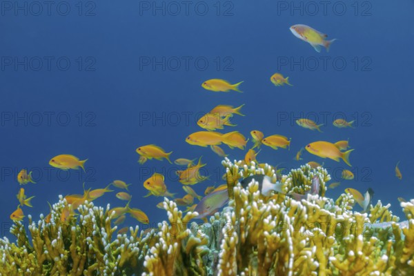 A vibrant underwater scene of Sea Goldie (Pseudanthias squamipinnis) fish schooling near coral in clear blue ocean waters, showcasing bright yellow coloration against a vivid marine background