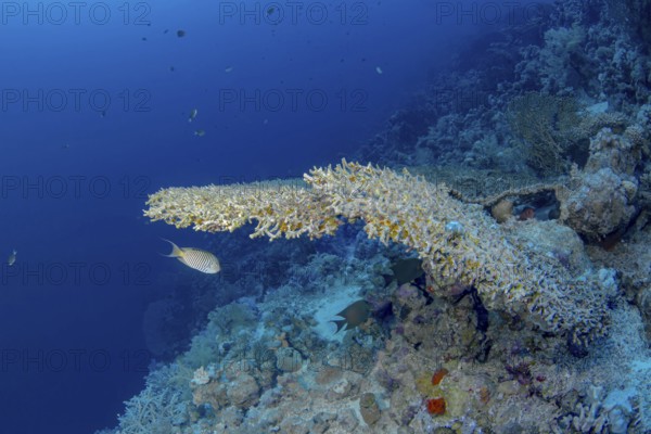 A Schooling Swallowtail Angelfish (Genicanthus caudovittatus) swims gracefully by a lush coral reef bustling with marine life, in a clear blue underwater setting