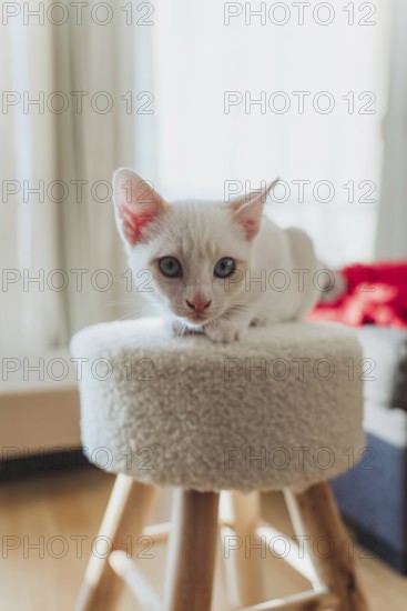 A delightful white kitten with blue eyes relaxes on a cozy wooden stool, basking in the warm light of a sunlit room, exuding calm and curiosity in a homely setting