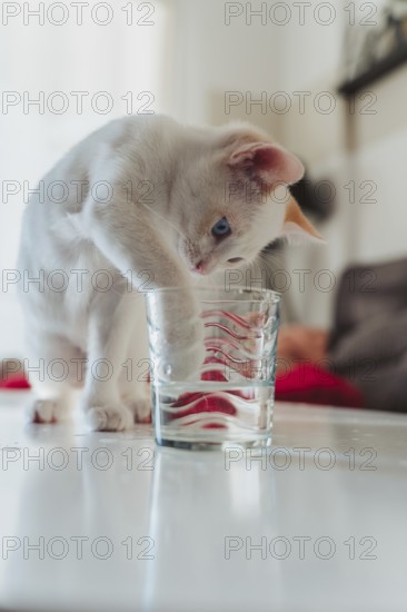 A playful white cat with blue eyes is seen curiously dipping its paw into a glass of water on a table. The cozy home environment adds warmth to the scene