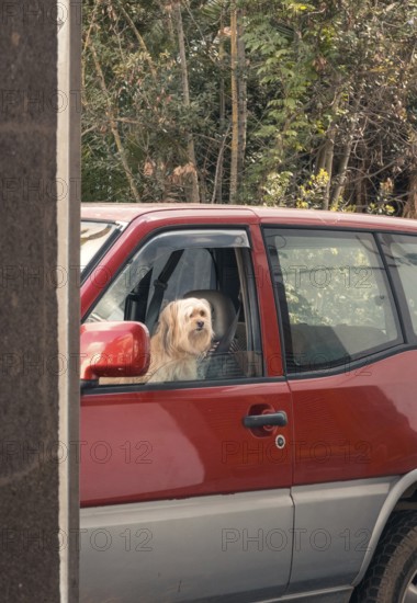 A curious dog peers out of the window of a red parked car, surrounded by a lush, natural backdrop of mixed foliage