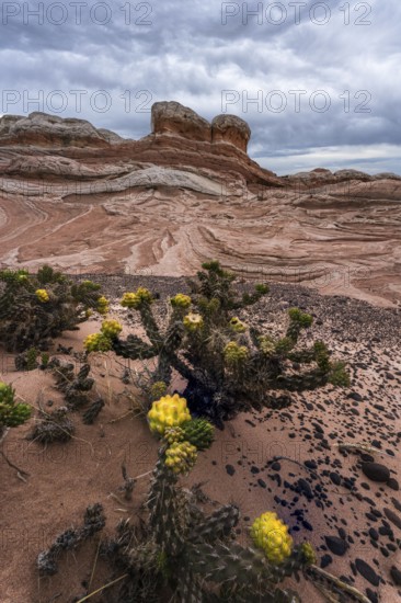 A scenic image capturing vivid yellow desert cactus contrasting with the intricate red and white sandstone formations of Coyote Buttes in the Paria Canyon-Vermilion Cliffs Wilderness, Arizona, USA