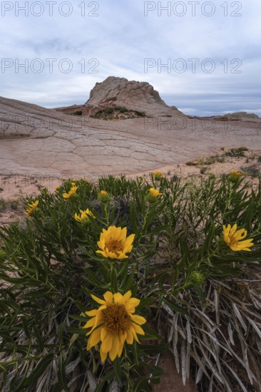 Vibrant Geraea canescens, or desert sunflowers, bloom at the base of unique sandstone formations in the Coyote Buttes area, within the Paria Canyon-Vermilion Cliffs Wilderness, Arizona, USA