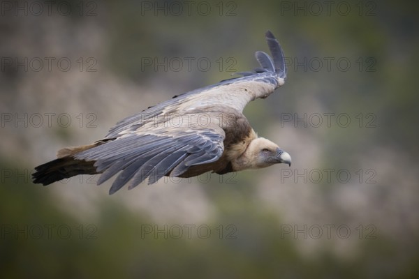 A Griffon Vulture soars majestically over the landscape of Alicante, Spain This mid-flight photograph shows the majesty of this magnificent bird in its natural habitat