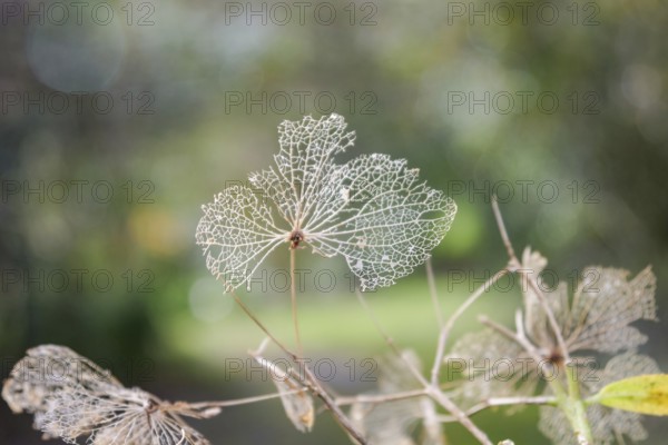 Close up of intricate, dried skeleton leaves with fine veins against a softly blurred green background. The image captures the delicate beauty and natural artistry of the leaves