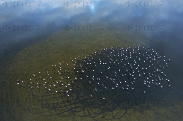 Aerial image showcases a large flock of Greater Flamingos at Toledo Lagoons, Spain. The serene, misty landscape provides a breathtaking view of these elegant birds in their natural habitat
