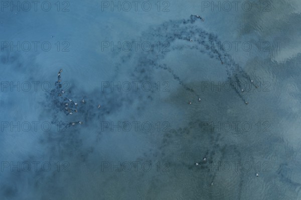 Captivating aerial view of mallard ducks over the tranquil waters of Toledo Lagoons, Spain. Nature in harmonious motion