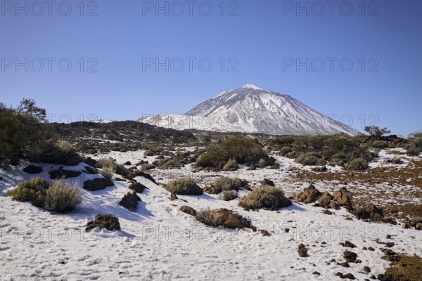 Teide covered mountain peak rises over a rugged landscape. Sparse vegetation and rocks dot the snowy ground, all under a bright blue sky