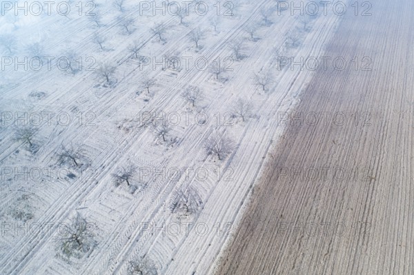 Aerial shot of an orchard near a lagoon in Toledo, Spain, with barren trees and parallel lines on the ground. The serene, foggy atmosphere highlights the intricate layout of the farmland