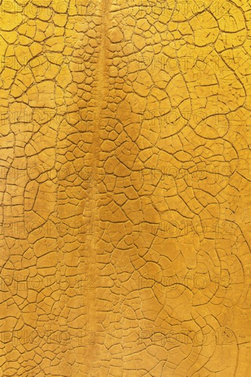 Close-up shot of textured golden mud, showcasing a detailed cracked pattern that creates a natural abstract surface