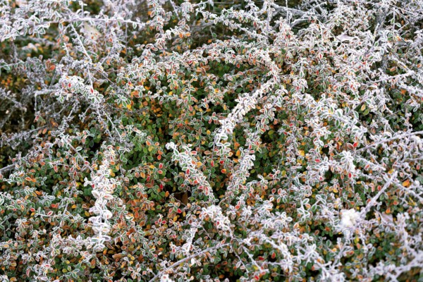 A dense cluster of shrubs features leaves and berries covered in a delicate frost, signaling the transition from autumn to winter. The crisp frost highlights each detail against the vivid colors of the leaves