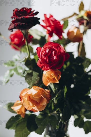 A beautiful bouquet of fresh red and orange roses with green leaves is captured in soft natural light, highlighting the intricate details and rich colors of the flowers