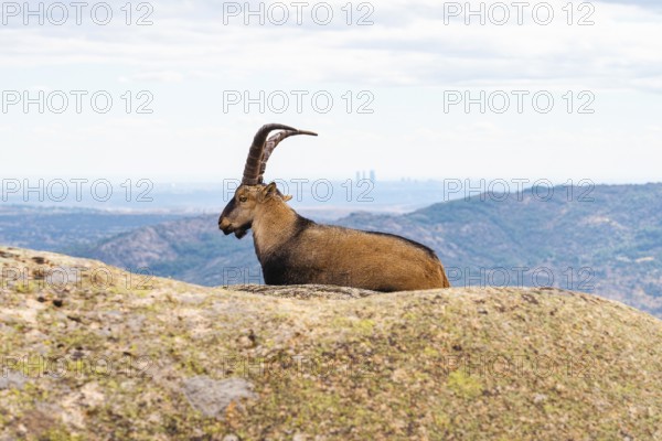 An adult Spanish ibex lounges on a rocky ledge in La Pedriza National Park, Madrid, with a picturesque backdrop of distant city skyscrapers and expansive natural scenery