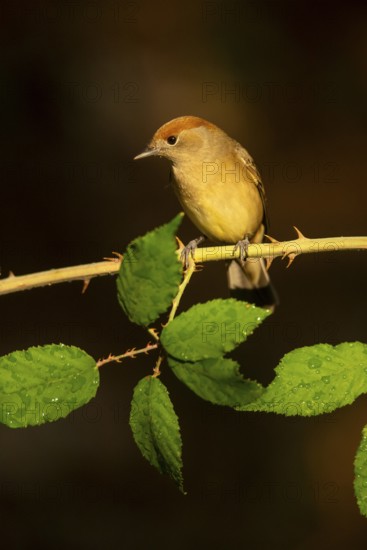 A female olive-crowned greenlet sits delicately on a thorny branch, surrounded by lush green leaves lightly speckled with water drops, showcasing the subtle beauty of this small songbird in a natural setting