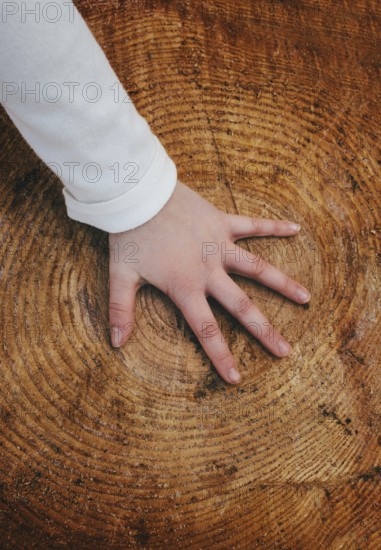A young girl wearing a First Communion Day dress places her hand on a large tree stump, highlighting the natural wood texture and concentric growth rings