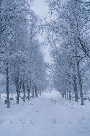 Discover a peaceful winter scene in Swedish Lapland, with snow-laden trees lining a quiet path, capturing the tranquil beauty of the frosted landscape