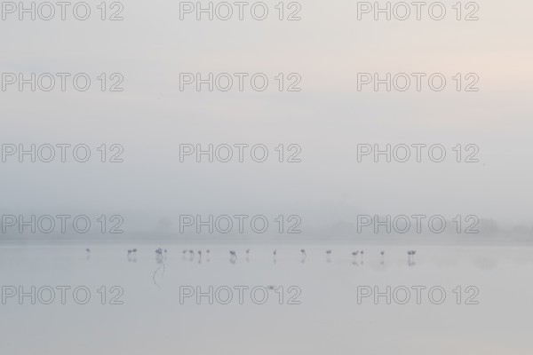 Greater flamingos stand gracefully in the mist at Toledo Lagoons, Spain. The serene morning ambiance captures nature's tranquil beauty