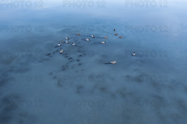 A peaceful view of mallards calmly floating on the clear, blue waters of Toledo Lagoons, Spain, showcasing the serene beauty of nature and wildlife