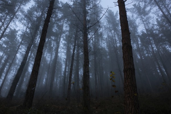 Tall trees stand silent in a misty forest during a cold, foggy evening. The atmosphere is serene yet eerie, creating a perfect frozen evening theme