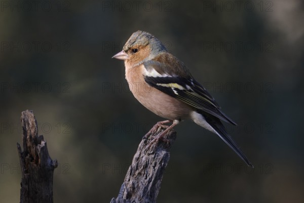 A colorful Common Chaffinch, Fringilla coelebs, with a striking plumage sits gracefully on a branch The soft, blurred background highlights the bird's delicate features and vibrant colors