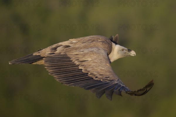 A close-up of a griffon vulture soaring against a soft, green backdrop Its detailed plumage and intense gaze reflect the beauty of nature in Alicante, Spain