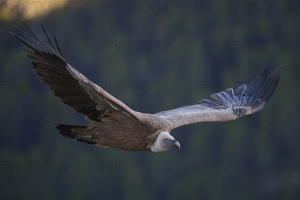 A griffon vulture gracefully soars through the skies of Alicante, Spain This majestic bird, with its large wings, is an iconic symbol of the region's natural beauty