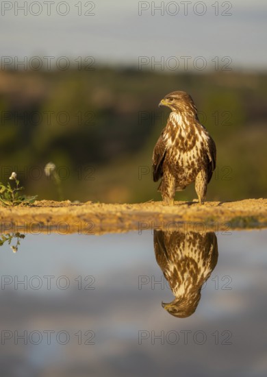 A majestic hawk, showcasing detailed brown and white plumage, perches solemnly above a mirror-like water surface that reflects its poised image against a soft, blurred landscape in the background